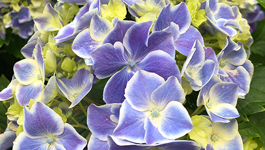 Summer Hydrangea Care