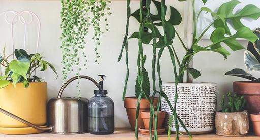 Humidity and Indoor Plants Guide