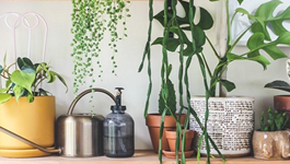 Indoor Plant Guide