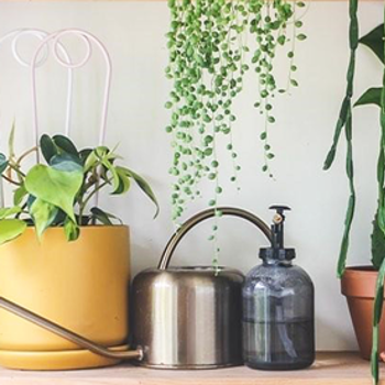 Indoor Plant Guide