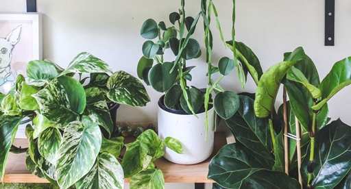 Indoor Plants 