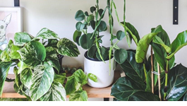 Top Tips for Indoor Plants
