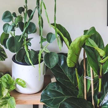 Top Tips for Indoor Plants