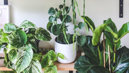 Top Tips for Indoor Plants