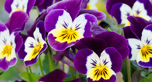 Summer herbs and edible flowers