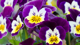 Summer herbs and edible flowers