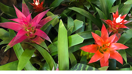 Top Tips for Orchids & Bromeliads 