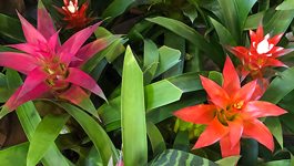 Top Tips for Orchids & Bromeliads 