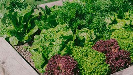A Beginner's Guide to Vegetable Gardening