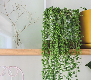 Top  Indoor Plants - Indoor Plants For Bathroom Nz