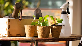 4 Ways to Grow More Plants
