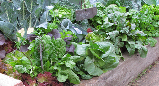 A Beginner's Guide to Home Vegetable Gardening