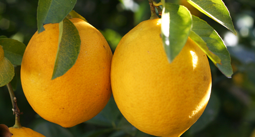 Why do dwarf orange trees split their fruit