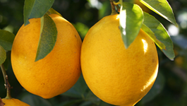 All your citrus questions answered