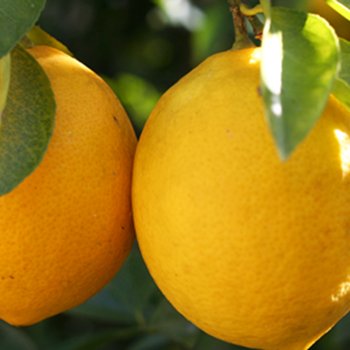 All your citrus questions answered