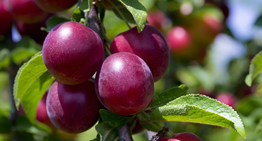 Fruit tree varieties plum