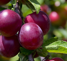 Plum Growing Guide