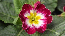 Winter flower favourites