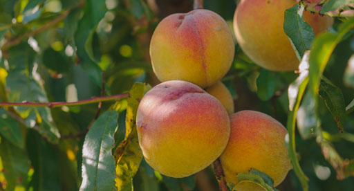 Fruit and Vegetable Guide Series: Peaches