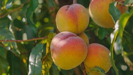 Peach Growing Guide