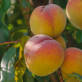 Peaches