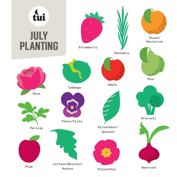 What to plant in the vegetable garden in july
