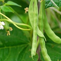 Bean Growing Guide