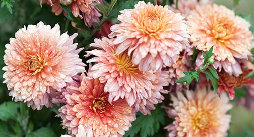 Chrysanthemum  About Flowers