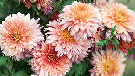 Chrysanthemum Growing Guide 