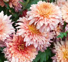 Chrysanthemum Growing Guide