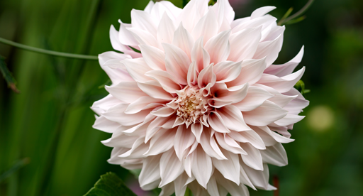 Dahlia Growing Guide Tui Prepare Plant Nourish