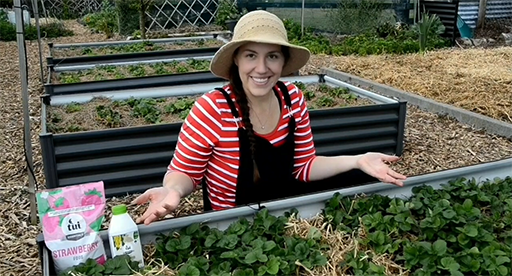 how-to-replant-strawberry-runners-with-candy