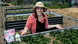 How to replant strawberry runners with Candy 