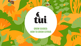 Tui Grow Guides - How to grow successful citrus 