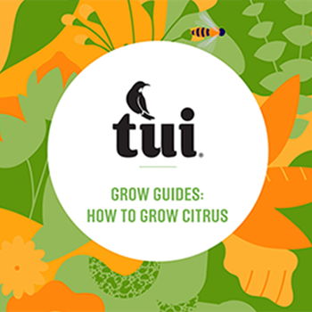 Tui Grow Guides - How to grow successful citrus