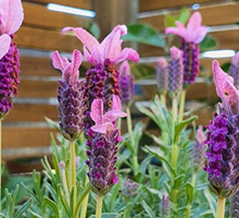 Lavender Growing Guide