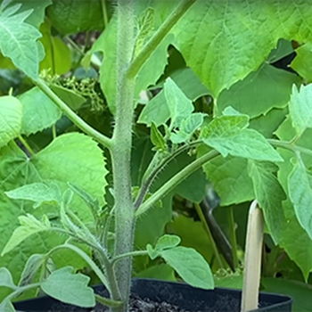 How to identify and prune tomato laterals with Liz