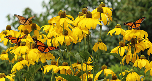 Magic Butterflies Alighting on a Spring