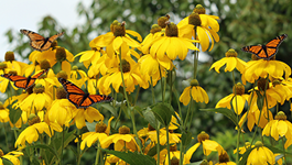 Bring monarch butterflies to your garden 
