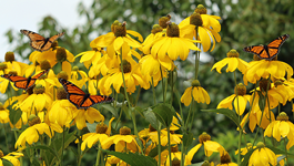 Bring monarch butterflies to your garden
