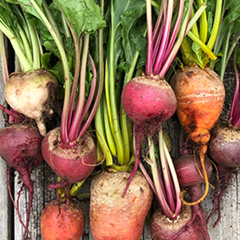 Top 5 Winter Crops