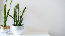 Snake Plant Care Guide