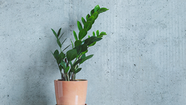 ZZ (Zamioculcas) Care Guide