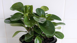 Peperomia Jade Care Guide 