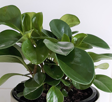 Peperomia Jade Care Guide