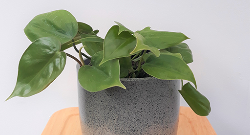 How to Care for Heart Leaf Philodendron