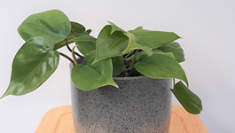 Philodendron Scandens Care Guide 