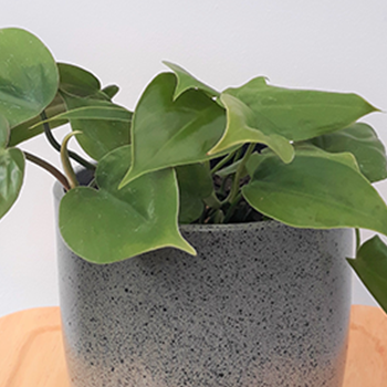 Philodendron Scandens Care Guide
