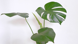 Monstera Care Guide