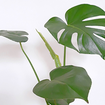 Monstera Care Guide